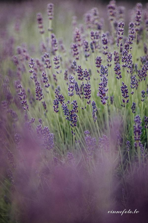 Grobina Lavender Villa المظهر الخارجي الصورة