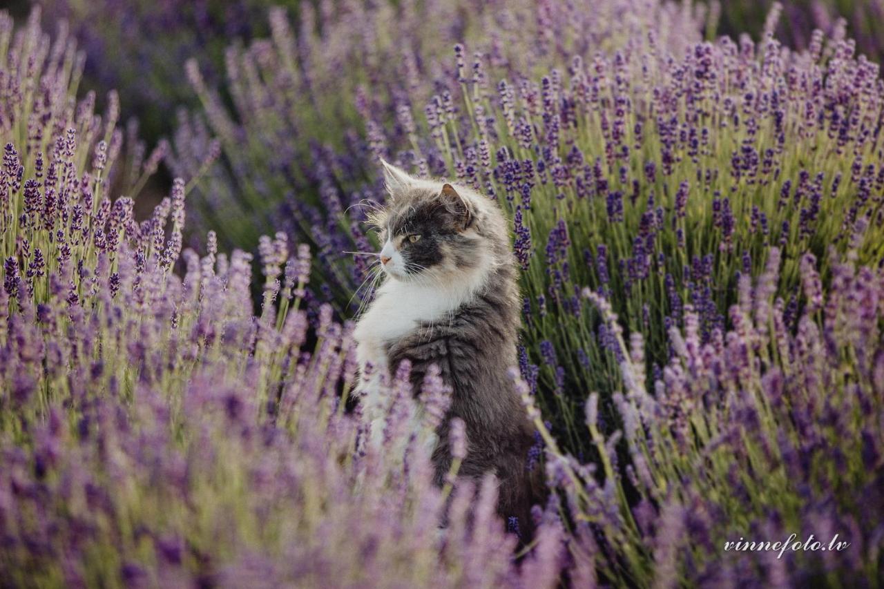 Grobina Lavender Villa المظهر الخارجي الصورة