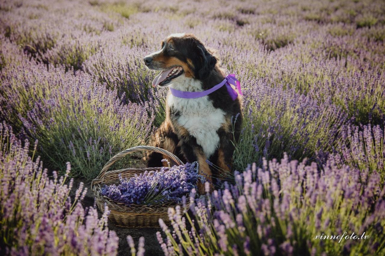 Grobina Lavender Villa المظهر الخارجي الصورة