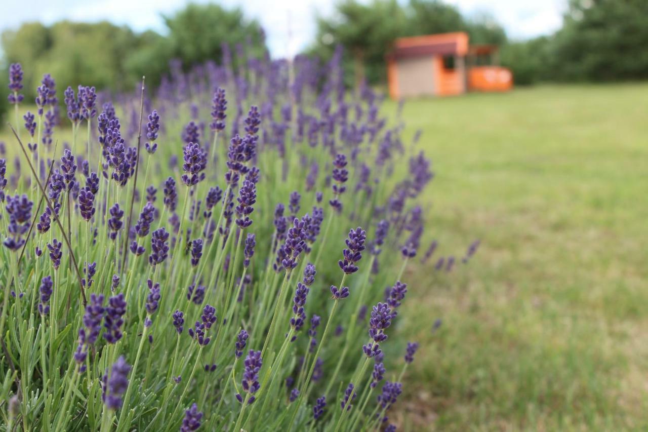 Grobina Lavender Villa المظهر الخارجي الصورة